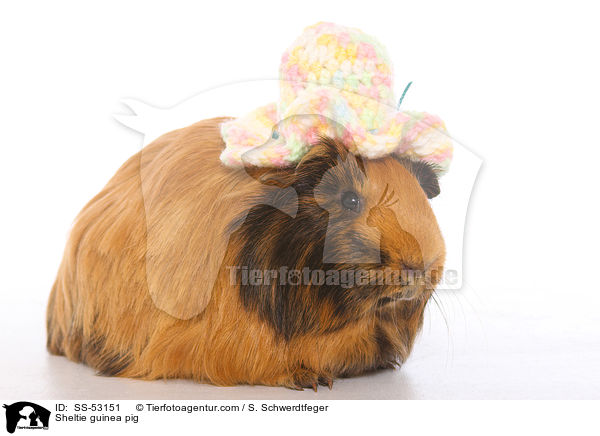 Sheltiemeerschweinchen / Sheltie guinea pig / SS-53151