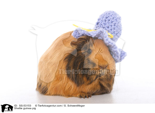 Sheltiemeerschweinchen / Sheltie guinea pig / SS-53153