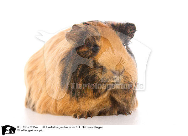 Sheltiemeerschweinchen / Sheltie guinea pig / SS-53154