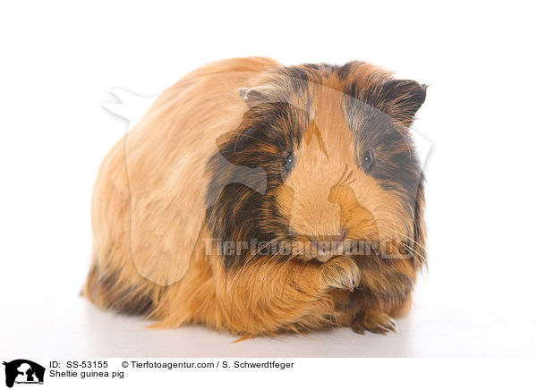 Sheltiemeerschweinchen / Sheltie guinea pig / SS-53155