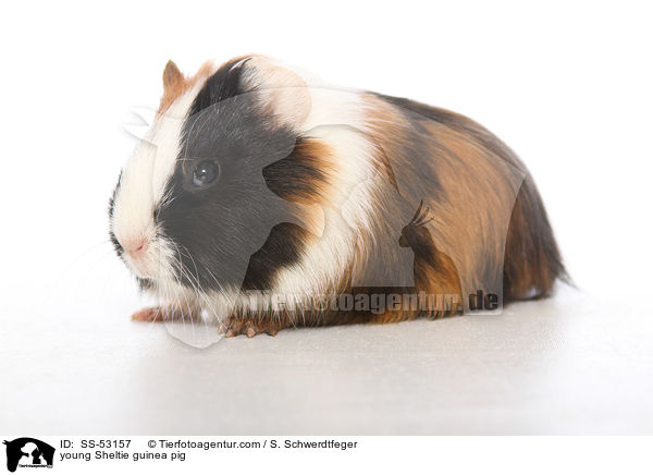 young Sheltie guinea pig / SS-53157