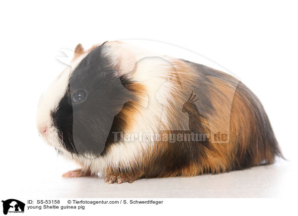 young Sheltie guinea pig / SS-53158