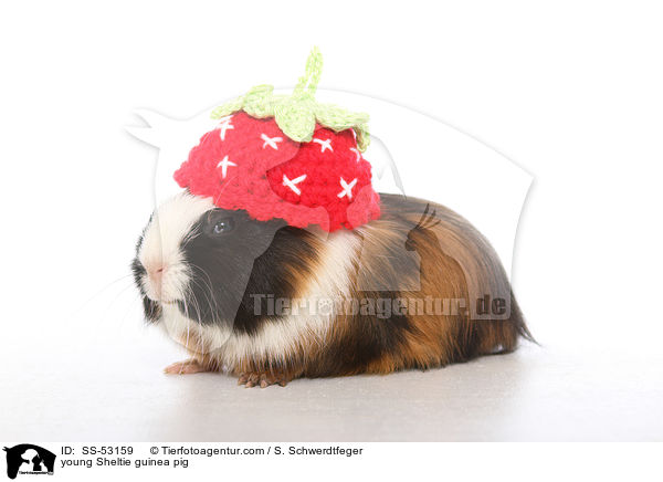 junges Sheltiemeerschweinchen / young Sheltie guinea pig / SS-53159