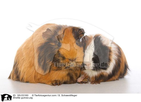Sheltie guinea pig / SS-53160
