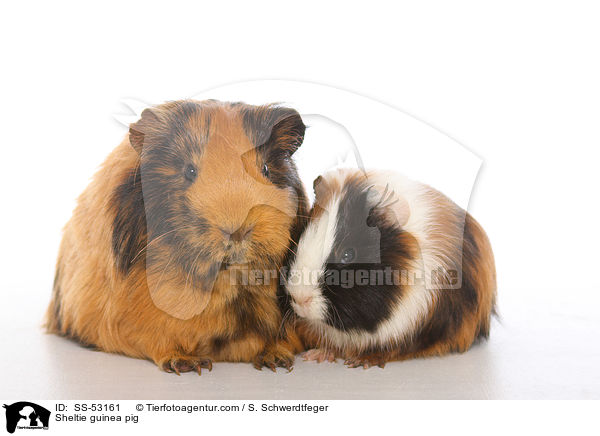 Sheltiemeerschweinchen / Sheltie guinea pig / SS-53161