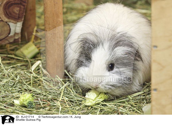 Sheltie Guinea Pig / KJ-01714