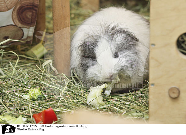 Sheltie Guinea Pig / KJ-01715