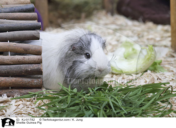 Sheltiemeerschweinchen / Sheltie Guinea Pig / KJ-01782