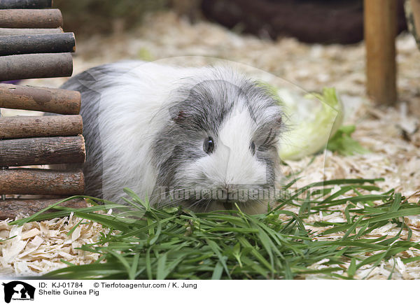 Sheltiemeerschweinchen / Sheltie Guinea Pig / KJ-01784