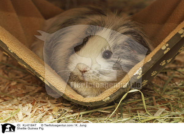 Sheltie Guinea Pig / KJ-01847