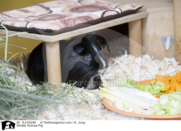 Sheltiemeerschweinchen / Sheltie Guinea Pig / KJ-03246