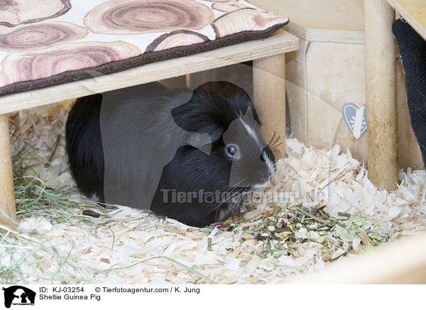 Sheltiemeerschweinchen / Sheltie Guinea Pig / KJ-03254