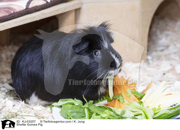 Sheltie Guinea Pig / KJ-03257