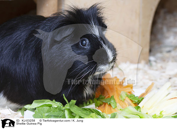 Sheltie Guinea Pig / KJ-03258