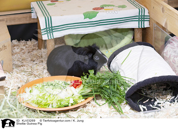 Sheltiemeerschweinchen / Sheltie Guinea Pig / KJ-03269