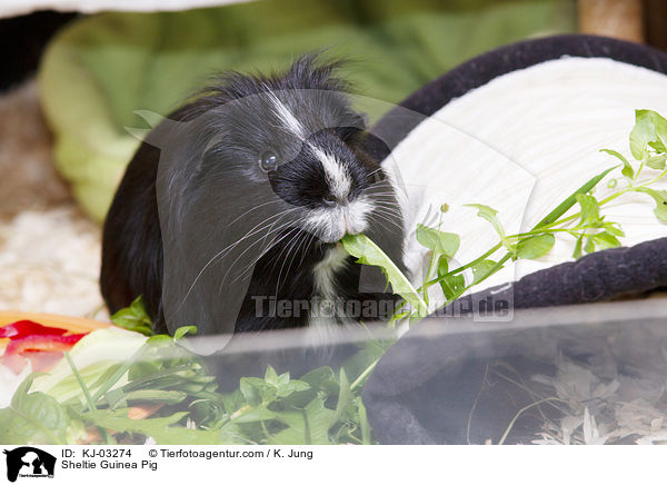 Sheltie Guinea Pig / KJ-03274