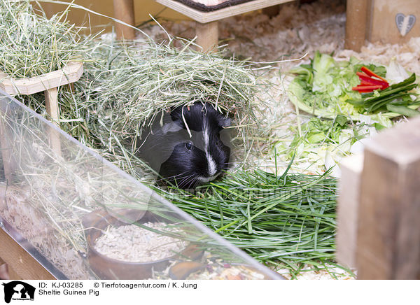 Sheltie Guinea Pig / KJ-03285