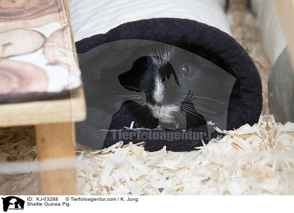 Sheltiemeerschweinchen / Sheltie Guinea Pig / KJ-03288