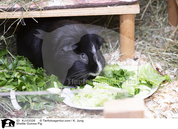Sheltie Guinea Pig / KJ-03326