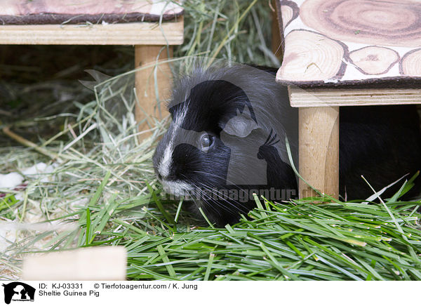 Sheltie Guinea Pig / KJ-03331