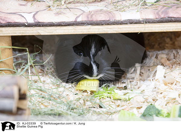 Sheltiemeerschweinchen / Sheltie Guinea Pig / KJ-03339