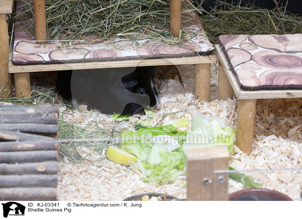Sheltiemeerschweinchen / Sheltie Guinea Pig / KJ-03341