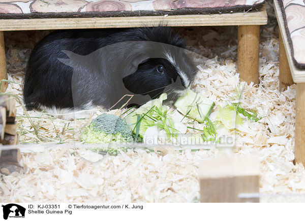 Sheltie Guinea Pig / KJ-03351