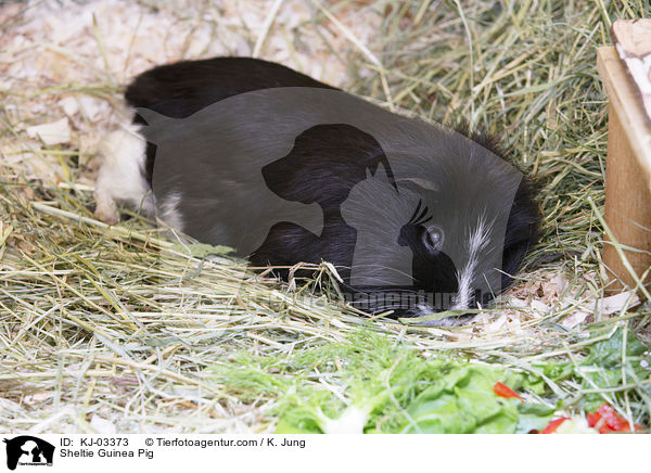 Sheltiemeerschweinchen / Sheltie Guinea Pig / KJ-03373