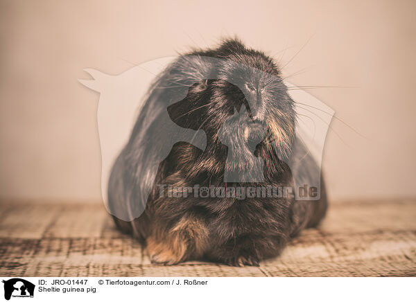 Sheltiemeerschweinchen / Sheltie guinea pig / JRO-01447