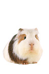 Sheltie Guinea Pig