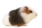 Sheltie Guinea Pig