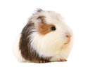 Sheltie Guinea Pig