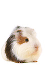 Sheltie Guinea Pig