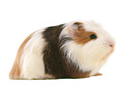 Sheltie Guinea Pig