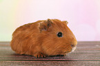 Sheltie guinea pig