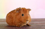 Sheltie guinea pig