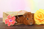 Sheltie guinea pig