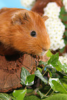 Sheltie guinea pig