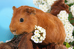 Sheltie guinea pig