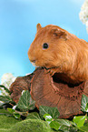 Sheltie guinea pig