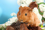 Sheltie guinea pig