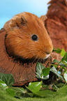 Sheltie guinea pig