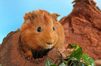 Sheltie guinea pig