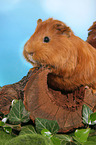 Sheltie guinea pig