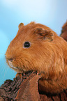 Sheltie guinea pig