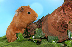 Sheltie guinea pig