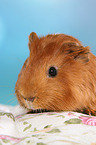 Sheltie guinea pig