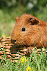 Sheltie guinea pig