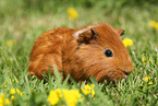 Sheltie guinea pig