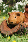 Sheltie guinea pig